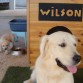 Wilson y Chase 9